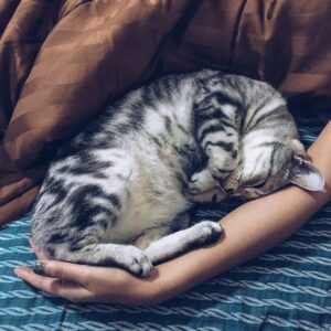 dormire col gatto